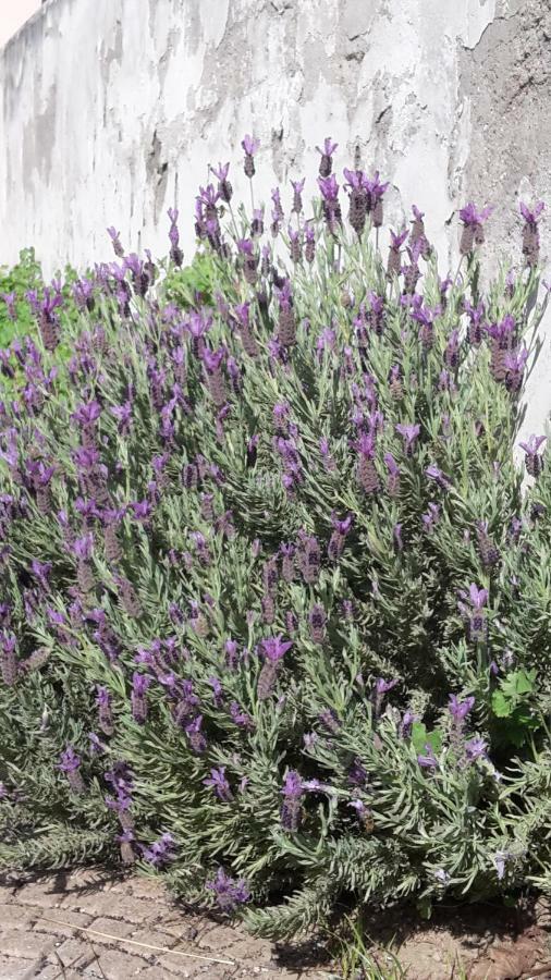 Lavanda Torre del Lago Puccini Exterior photo